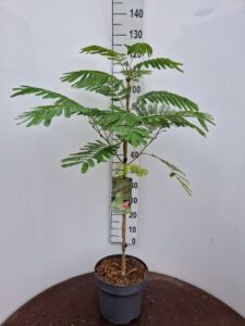 Albizia julibr. 'Ombrella'