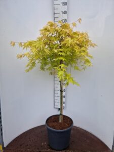 Acer pal. 'Cascade Gold'