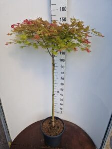 Acer shirasawanum 'Moonrise'