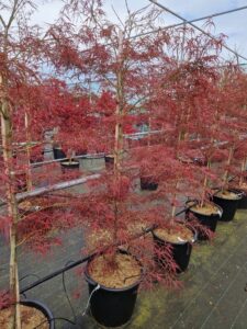 Acer pal. 'Red Pygmy'