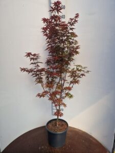 Acer pal. 'Twombly's Red Sentinel'