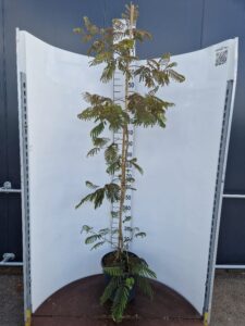 Albizia julibr. 'Chocolate Fountain'