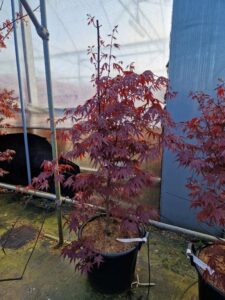 Acer pal. 'Fireglow'