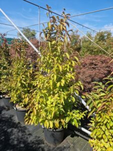 Stewartia rostrata