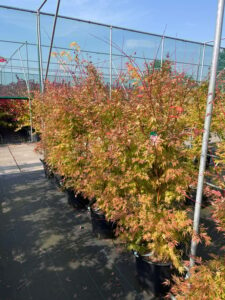 Acer pal. 'Orange Lace'