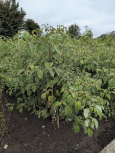 Cornus alternifolia 'Minspot' (Pinky Spot) ®