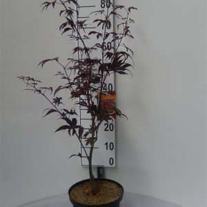 Acer pal. 'Bloodgood'-175-200 cm C 90L solit.