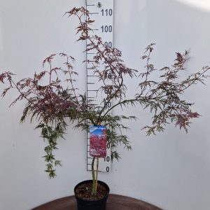 Acer pal. 'Firecracker'-80-100 cm Deco 15L. struik