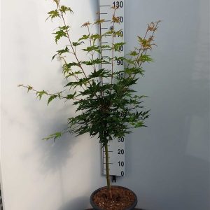 Acer pal. 'Limelight'-90 cm st. Deco 18L.