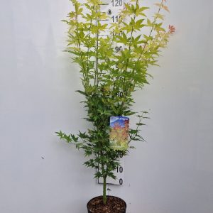 Acer pal. 'Orange Dream'-90 cm st. Deco 18L.