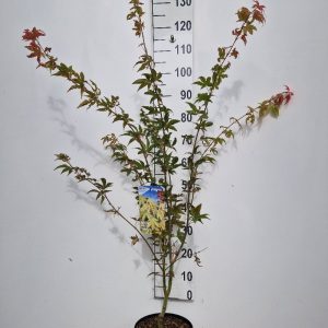 Acer pal. 'Osakazuki'-200-250 cm C 70L solit.