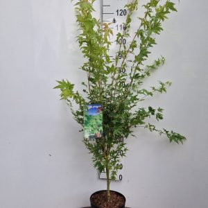 Acer pal. 'Sangokaku'-250-300 cm C 110L solit.