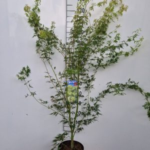 Acer pal. 'Seiryu'-250-300 cm C 110L solit.