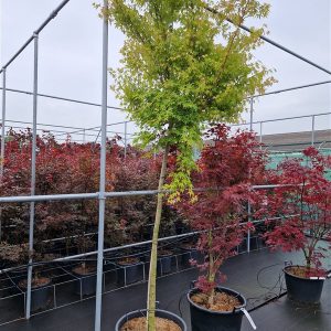 Acer palmatum-150 cm st. C 70L Kroon ø 125-150