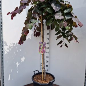 Cercis can. 'Ruby Falls'-175-200 cm Deco 18L. gev.