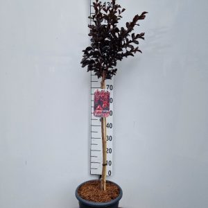 Lagerstroemia i. 'Best Red'-120 cm st. Deco 18L.