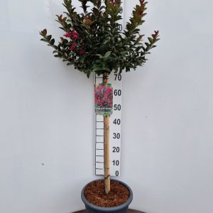 Lagerstroemia i. 'Double Feature'-120 cm st. Deco 18L.