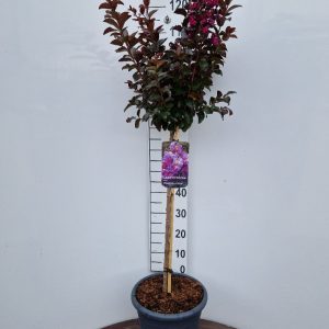 Lagerstroemia i. 'Rhapsody in Blue'-120 cm st. Deco 18L.